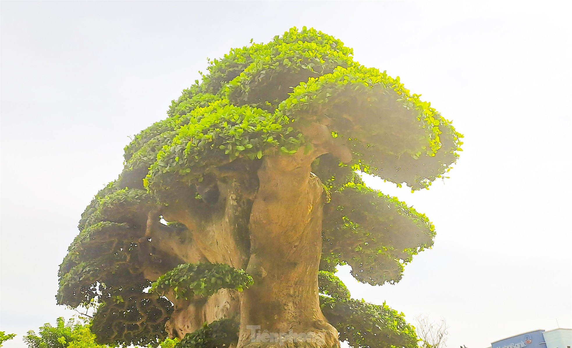 Chiêm ngưỡng cây duối khủng, khách trả 23 tỷ đồng nhưng chủ chưa bán ảnh 6