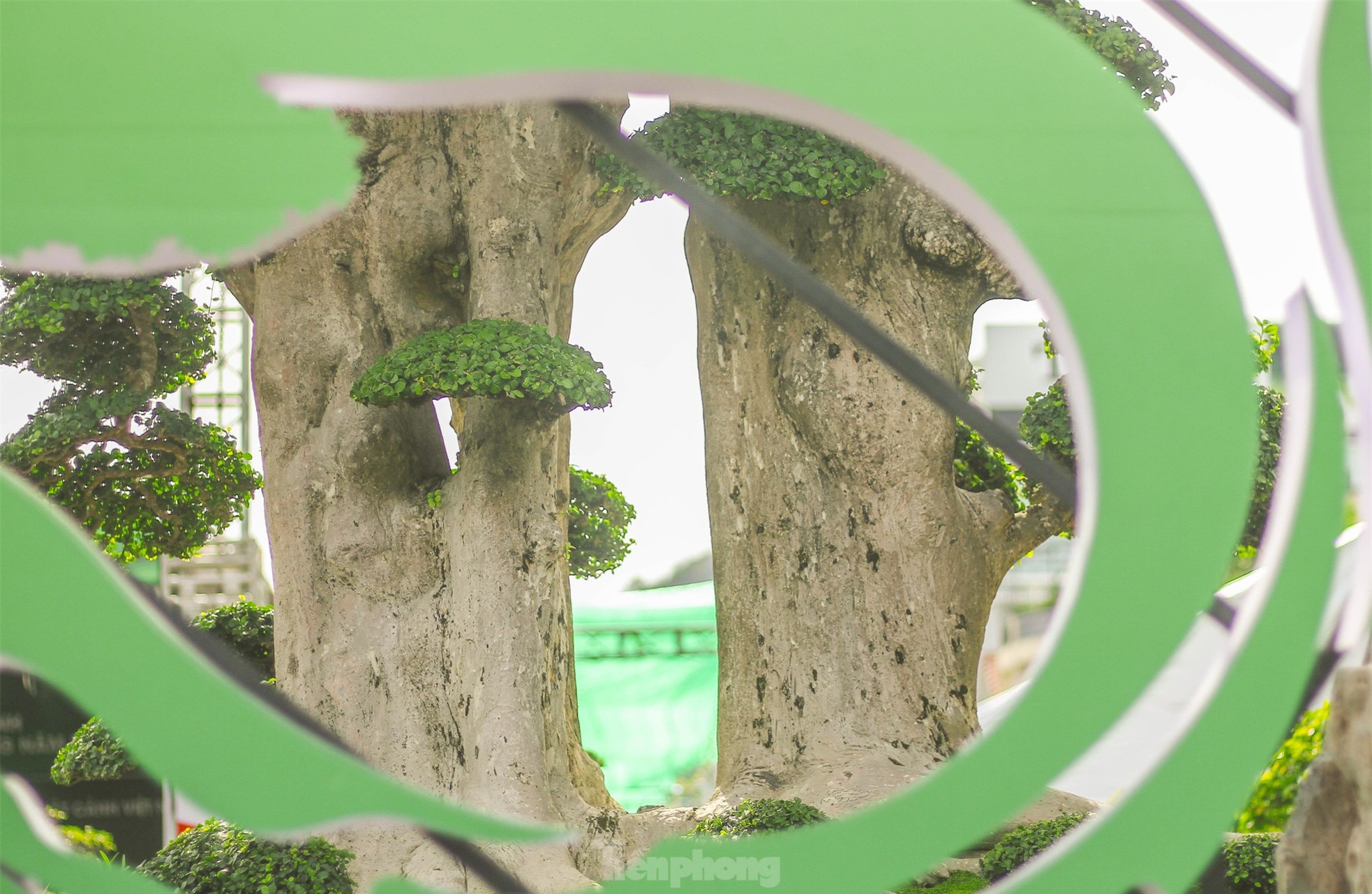 Chiêm ngưỡng cây duối khủng, khách trả 23 tỷ đồng nhưng chủ chưa bán ảnh 7