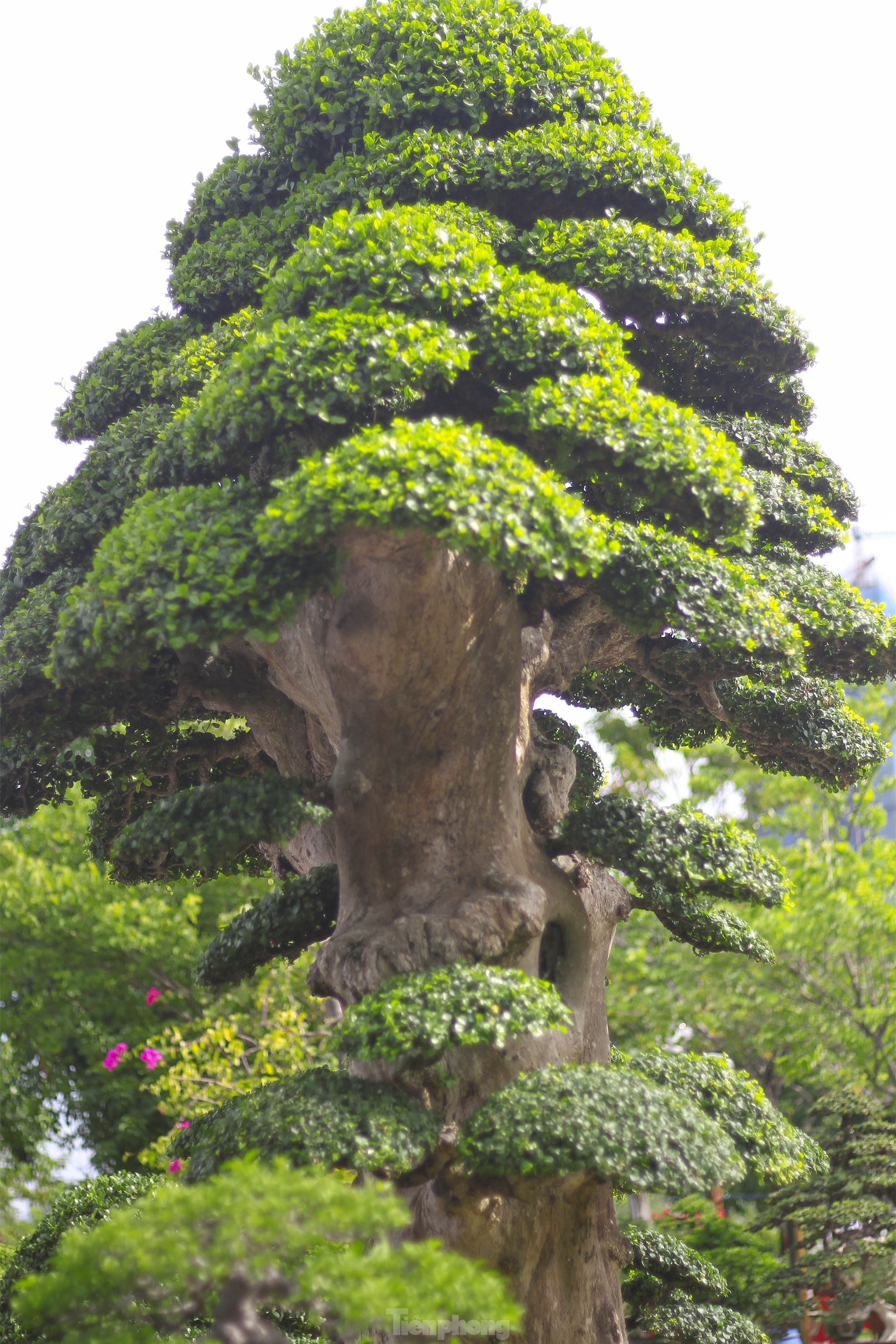 Chiêm ngưỡng cây duối khủng, khách trả 23 tỷ đồng nhưng chủ chưa bán ảnh 8