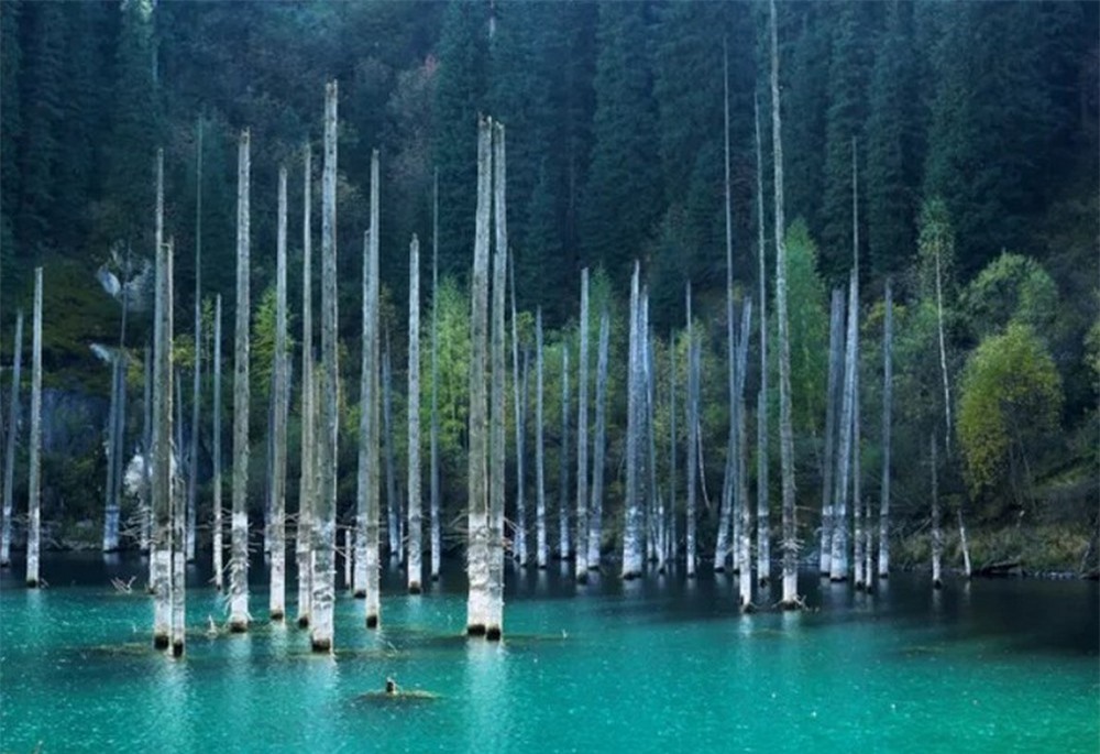 Vẻ đẹp của những khu rừng kì lạ trên thế giới