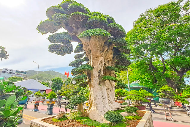 Chi&#xEA;m ng&#x1B0;&#x1EE1;ng c&#xE2;y du&#x1ED1;i kh&#x1EE7;ng, kh&#xE1;ch tr&#x1EA3; 23 t&#x1EF7; &#x111;&#x1ED3;ng nh&#x1B0;ng ch&#x1EE7; ch&#x1B0;a b&#xE1;n