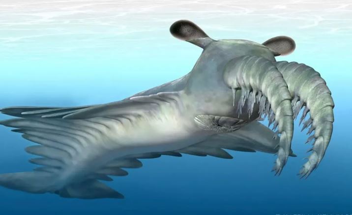 Loài tôm tấn công con mồi bằng gai trên mặt