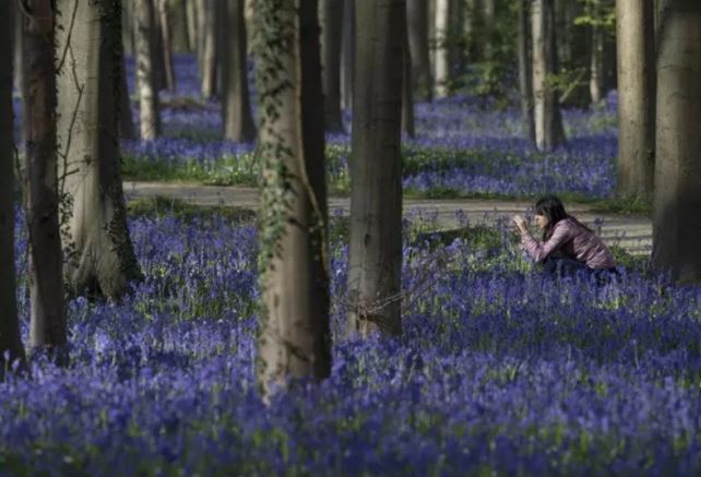 Vẻ đẹp của những khu rừng kì lạ trên thế giới