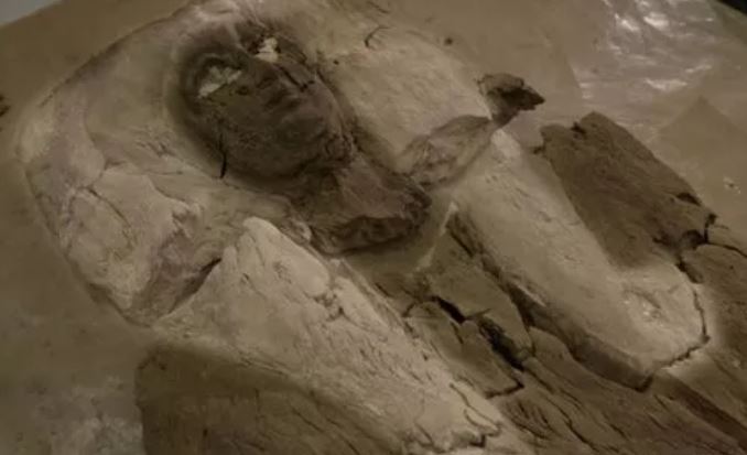 Bí ẩn xác ướp của người phụ nữ bị nhầm là pharaoh Ai Cập