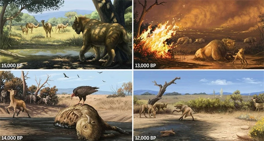 Cháy rừng cách đây 13.000 năm đã khiến cho hổ răng kiến, sói dire và nhiều loài khác tuyệt chủng tại nơi ngày nay là California - Ảnh 1.