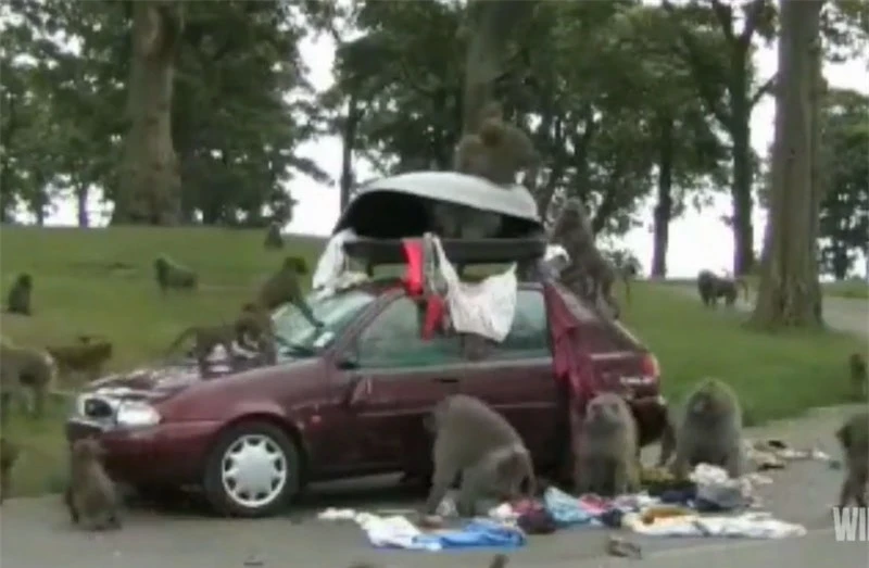 Bầy khỉ nghịch phá đồ của du khách trên ôtô.