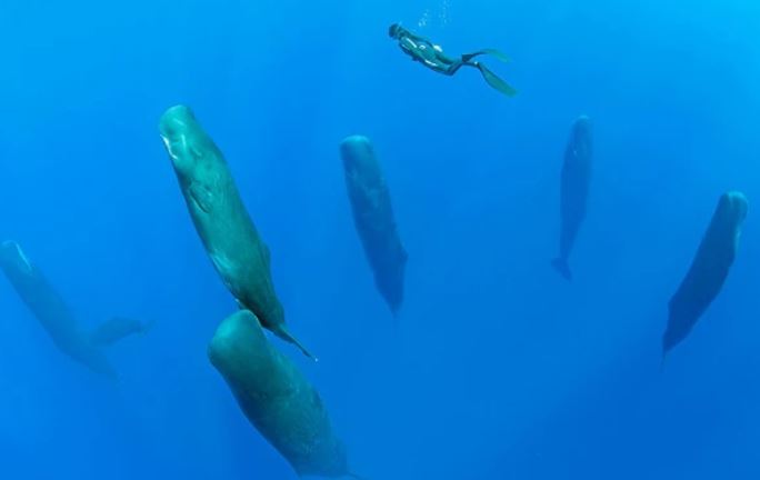 Tại sao cá nhà táng ngủ thẳng đứng?