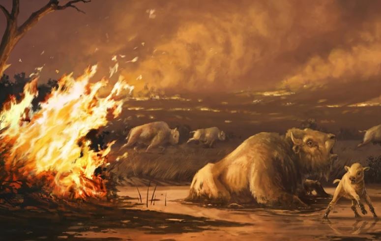 Cháy rừng cách đây 13.000 năm đã khiến cho hổ răng kiếm, sói dire và nhiều loài khác tuyệt chủng tại nơi ngày nay là California