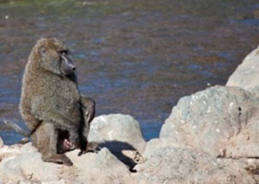 Clip: Thổ dân lừa khỉ đầu chó để lấy nước