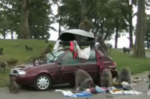 Clip: Bầy khỉ biến ôtô thành khu giải trí công cộng
