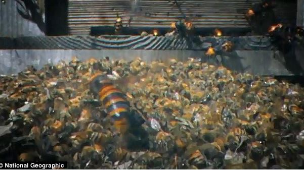 Clip: 30 ong bắp cày giết 3 vạn ong mật, phá tổ ăn thịt con non