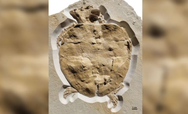 Phát hiện hóa thạch gần như nguyên vẹn của rùa biển từ kỷ Jura