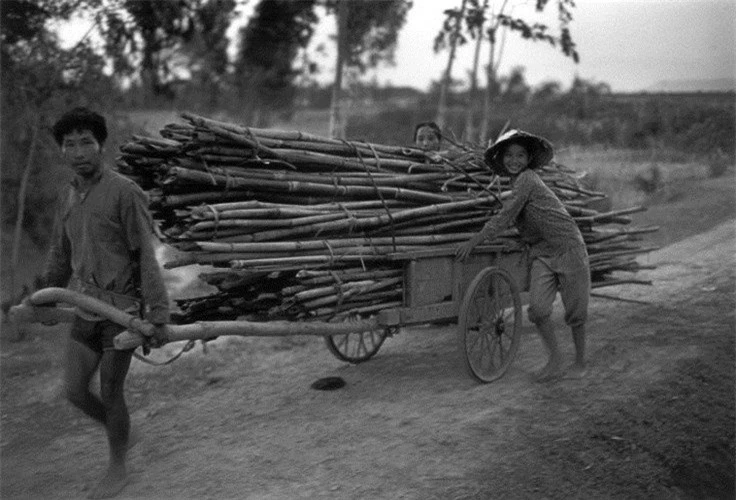 Người dân nông thôn kéo xe chở tre từ nơi khai thác về làng. (Ảnh: Ferdinando Scianna/ Magnum Photos)