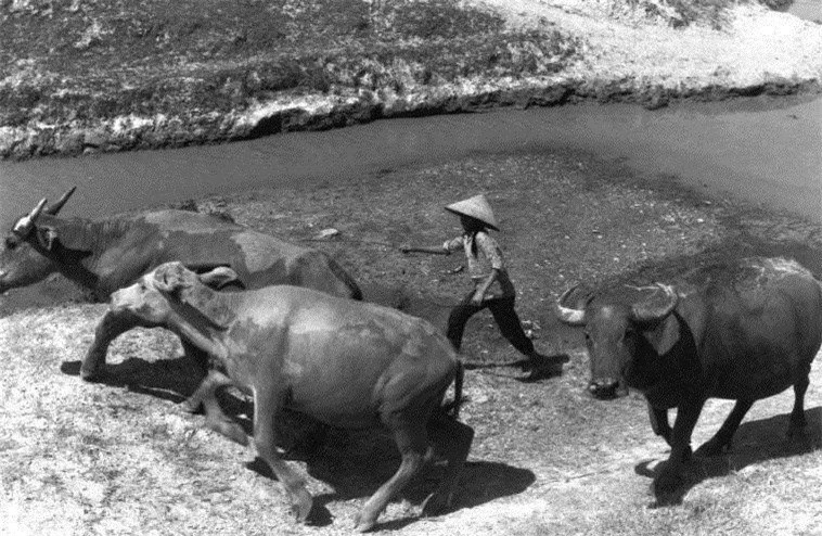 Lùa trâu về làng. (Ảnh: Ferdinando Scianna/ Magnum Photos)