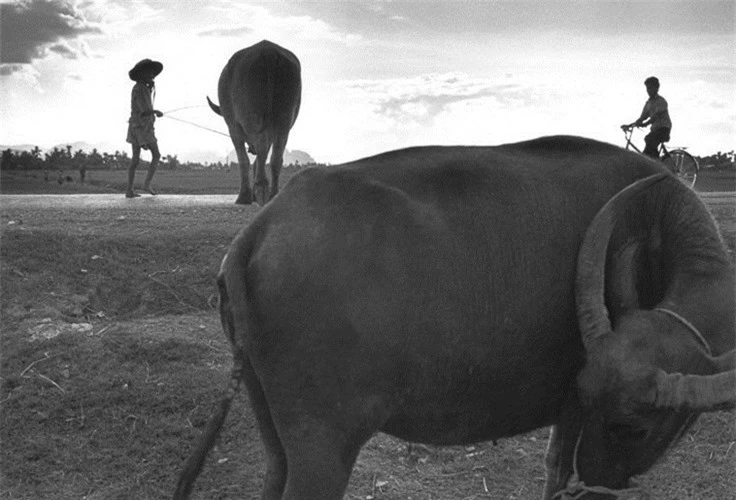 Những chú trâu ven đường. (Ảnh: Ferdinando Scianna/ Magnum Photos)