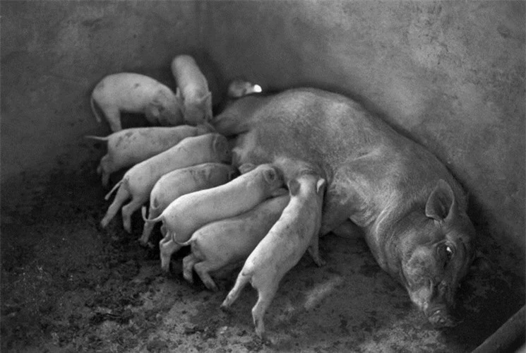 Đàn lợn của một gia đình nông dân. (Ảnh: Ferdinando Scianna/ Magnum Photos)