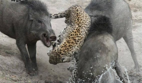 ‘Đi săn không xem ngày’, báo hoa mai bị lợn rừng ‘tẩn nhừ xương’