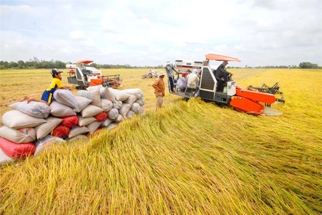 Nông dân tham gia đề án 1 triệu ha lúa chất lượng cao được vay ngân hàng không thế chấp - Ảnh 1.