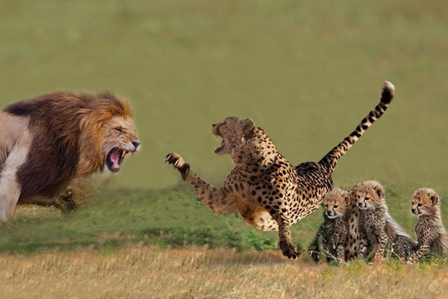 CLIP: Báo hoa mai liều mạng cản sư tử giúp bầy con trốn thoát