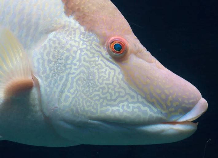 Thuật ẩn thân đỉnh cao tựa Ninja của sinh vật vùng Đại Tây Dương: Ngụy trang ngay cả khi đã chết