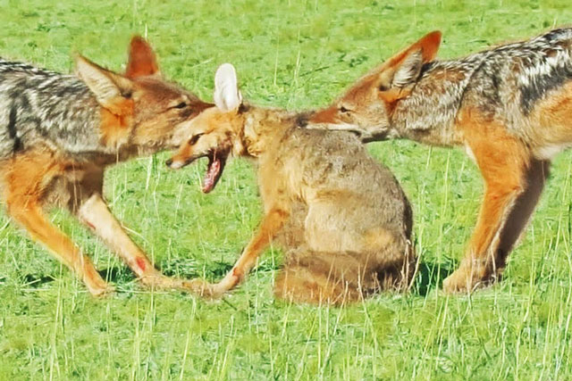 CLIP: Cáo chết thảm khi chạm mặt với 2 con chó rừng