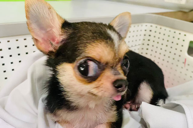 CLIP: Những khoảnh khắc ‘khó đỡ’ của cún cưng khiến các ‘sen’ không thể nhịn cười