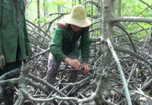 Clip: Dùng que sắt bắt cua biển trong rừng ngập mặn