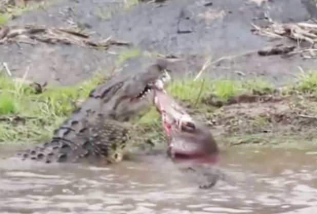 Clip: Cá sấu tóm gọn heo rừng trong tích tắc
