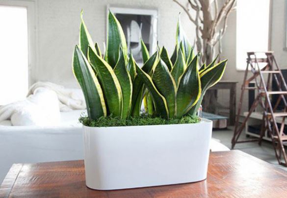 6 loại hoa không nên tưới nước thường xuyên khi đông đến để tránh thối rễ, khô héo cả cây