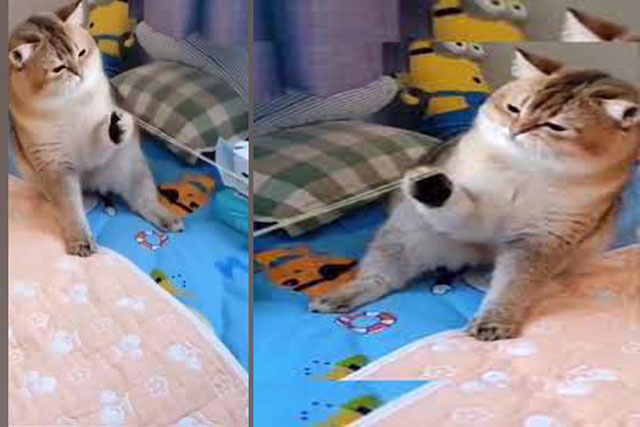 CLIP: Không thể nhịn cười trước cảnh chú mèo ‘ăn quả đắng’ vì nghịch dại