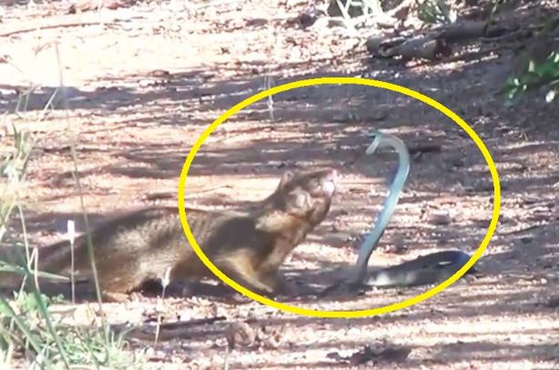 Clip: Màn giao chiến ác liệt giữa rắn và cầy lỏn