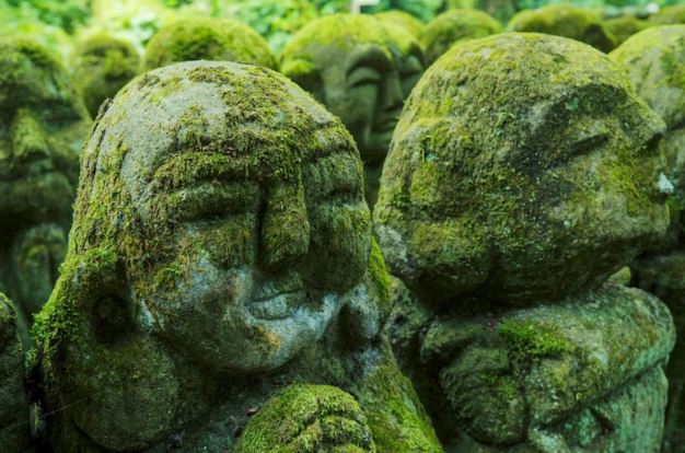 Khám phá thế giới bí ẩn của rêu