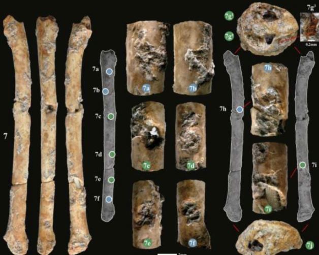 Phát hiện sáo 12.000 năm tuổi làm từ xương chim