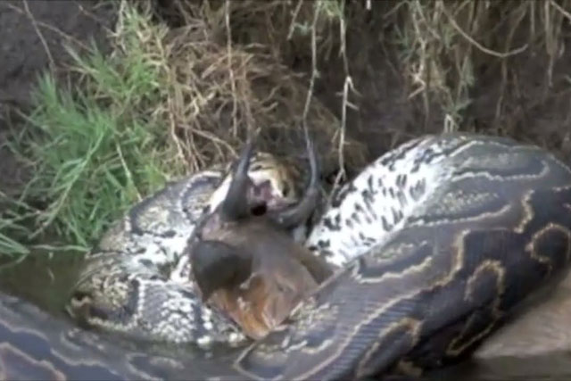 CLIP: Trăn ‘khủng’ nuốt chửng linh dương bên bờ sông