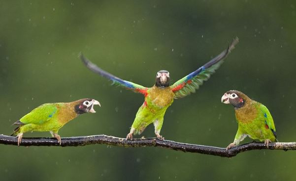 Clip: Những màn “quẩy tưng bừng” vô cùng hài hước của loài vẹt