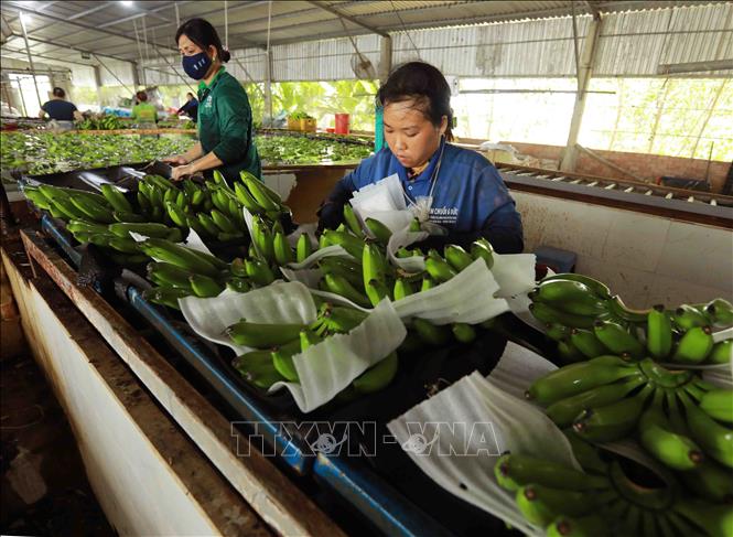 ​Nông sản Việt tham gia sâu hơn vào chuỗi cung ứng nông sản toàn cầu