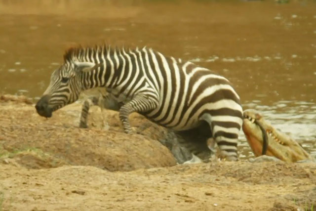 CLIP: Ngựa vằn con trèo lên lưng cá sấu vẫn thoát chết khó tin