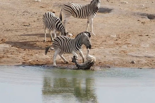 CLIP: Ngựa vằn cố tình giết chết con vì lý do không ngờ tới