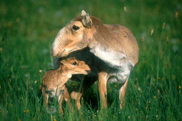 CLIP: Khám phá những loài thú kỳ dị nhất thế giới, loài cuối cùng còn miễn nhiễm với ung thư