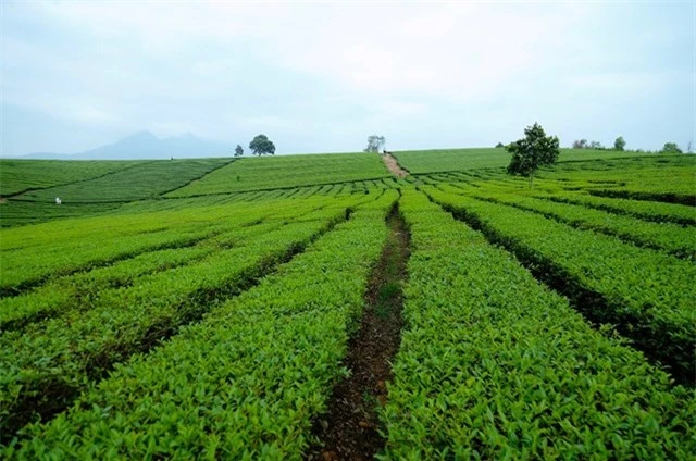 Những năm gần đây, người trồng chè tại huyện Thanh Thủy (Phú Thọ) đang nỗ lực chuyển đổi trồng chè từ lối canh tác thông thường sang phương pháp hữu cơ, đạt tiêu chuẩn hữu cơ gắn với phát triển du lịch trải nghiệm thực tế. Từ đó, góp phần nâng cao chất lượng sản phẩm cũng như đảm bảo an toàn vệ sinh thực phẩm, đáp ứng nhu cầu khắt khe của thị trường, người tiêu dùng theo xu hướng sản xuất nông nghiệp sạch, nâng cao đời sống của người dân và phát triển bền vững.