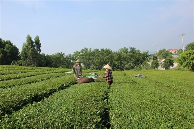 Sản xuất chè hữu cơ góp phần bảo vệ môi trường, hướng đến phát triển bền vững, được áp dụng khoa học công nghệ vào việc thu hái mang lại hiệu quả kinh tế cao. 