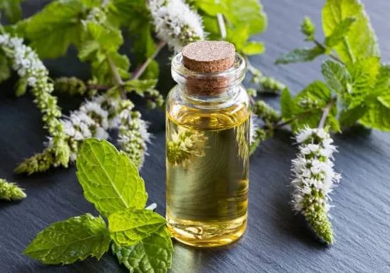 Chẳng cần dùng thuốc diệt kiến, chỉ bỏ thứ này vào góc là nhà cửa sạch bóng