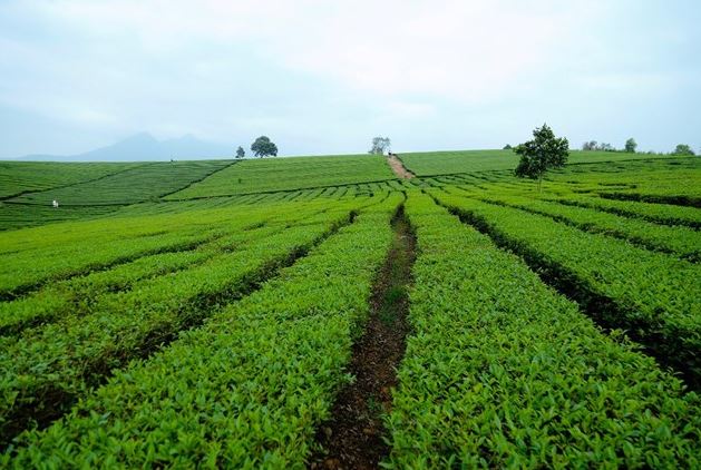 Đồi chè Thanh Thủy đẹp như bức tranh vẽ ở Phú Thọ