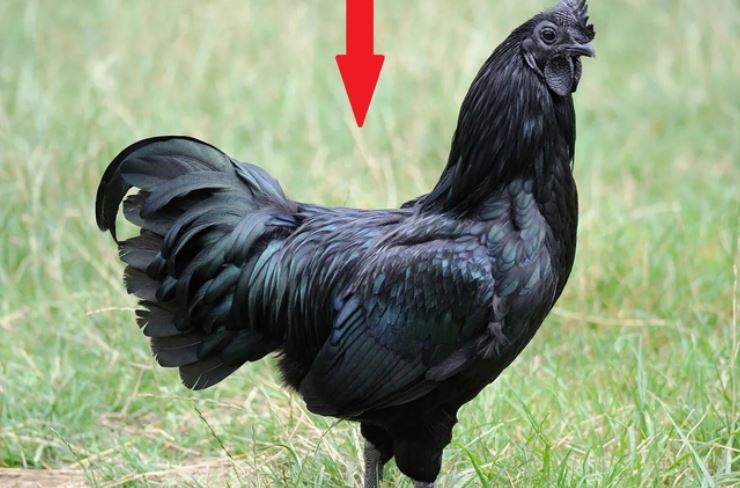Giống gà kỳ lạ đen cả xương lẫn thịt, đâu là nguyên nhân?