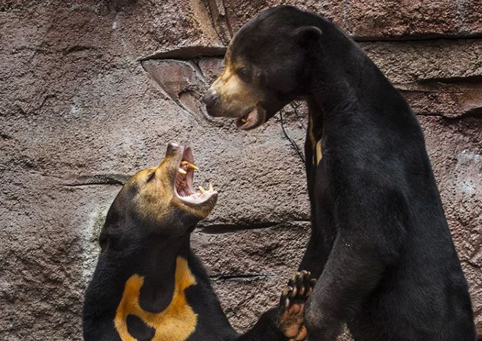 Khám phá bí mật về loài gấu chó