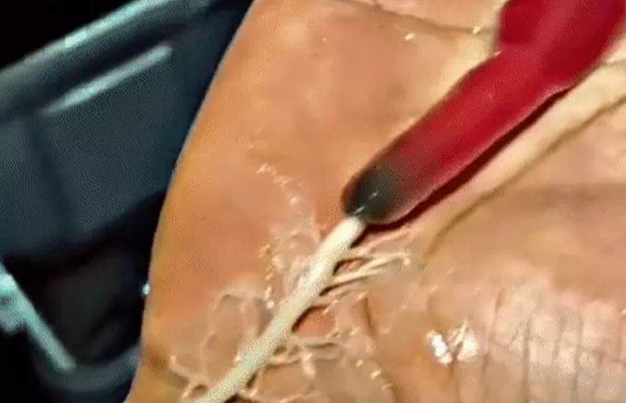 Sinh vật lạ phun nọc như nhả tơ khiến ai chứng kiến cũng rùng mình