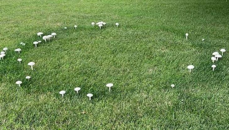 Phát hiện hình tròn kỳ lạ trong vườn nhà, người phụ nữ đăng đàn hỏi dân mạng và bất ngờ với câu trả lời