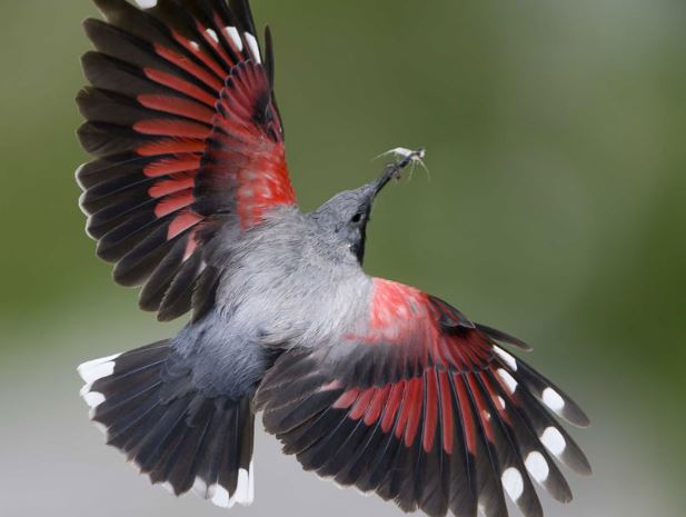 Ấn tượng với bộ lông của chim Wallcreeper
