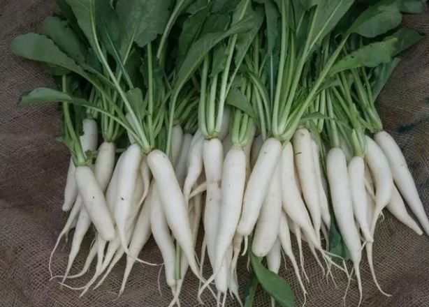 6 mẹo bảo quản củ cải trắng tươi ngon trong thời gian dài