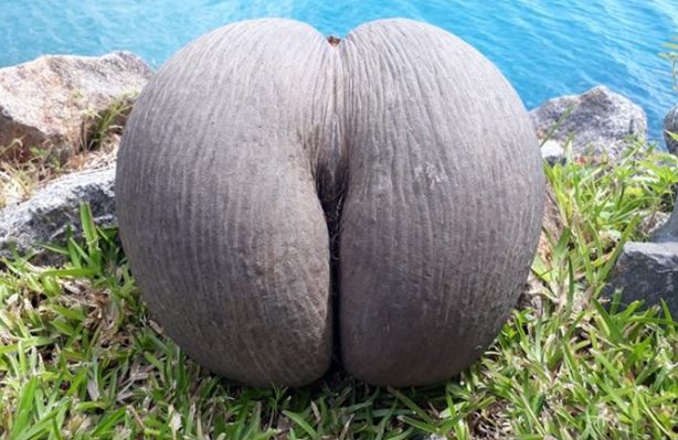 Lodoicea maldivica, giống dừa kỳ lạ có quả to nhất thế giới